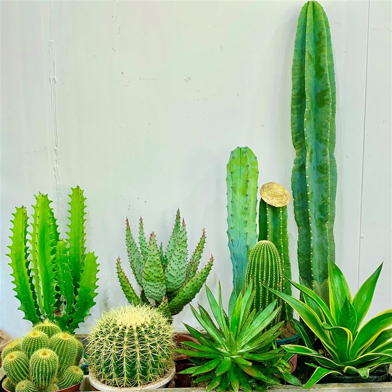 网红仙人掌盆栽景观植物庭院阳台花池植物造景可露养多肉仙人球