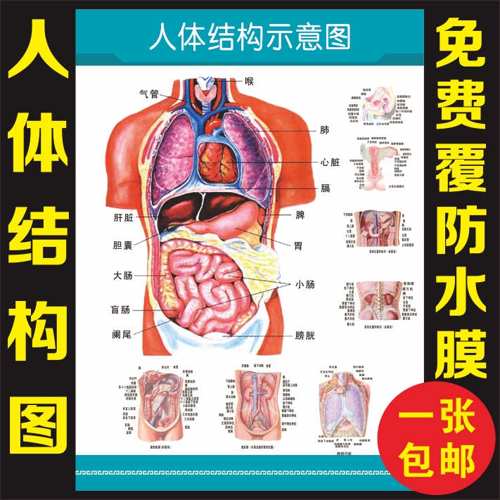人体内脏解剖系统示意图医学宣传挂图人体器官心脏结构图医院海报