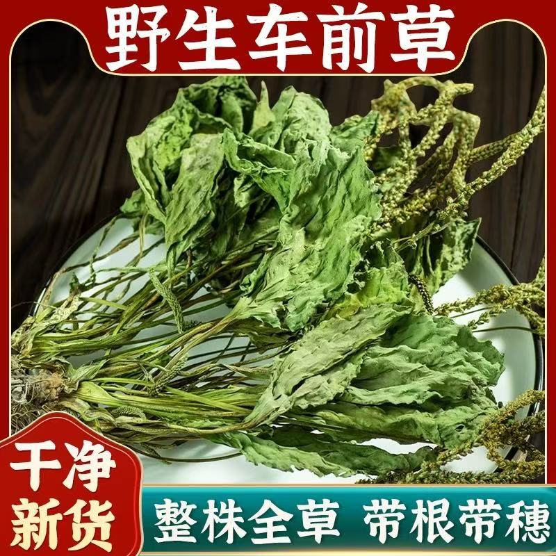 野生车前草中药材500g250水洗秧