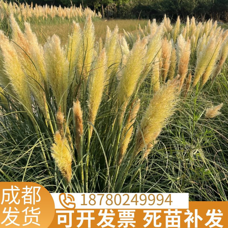 矮蒲苇陆地水生花卉矮蒲苇芦苇草盆栽花卉水池绿化庭院地被水景观