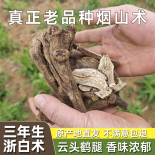 老品种三年生浙白术野生中药材于於术新昌麸炒烟山白术正品无熏硫