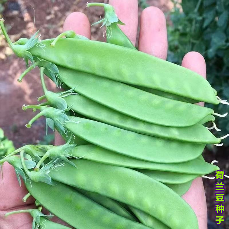 荷兰豆种籽豆种孑种子豆角