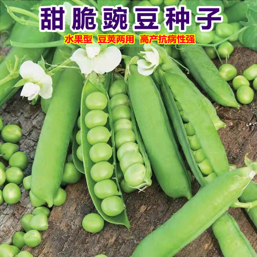 甜豌豆荚质量怎么样 甜豌豆荚口碑怎么样 小麦优选