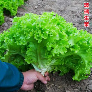 盆栽莱种植春季 玻璃生菜种子种籽孑阳台种菜四季 沙拉蔬菜仔菜籽子