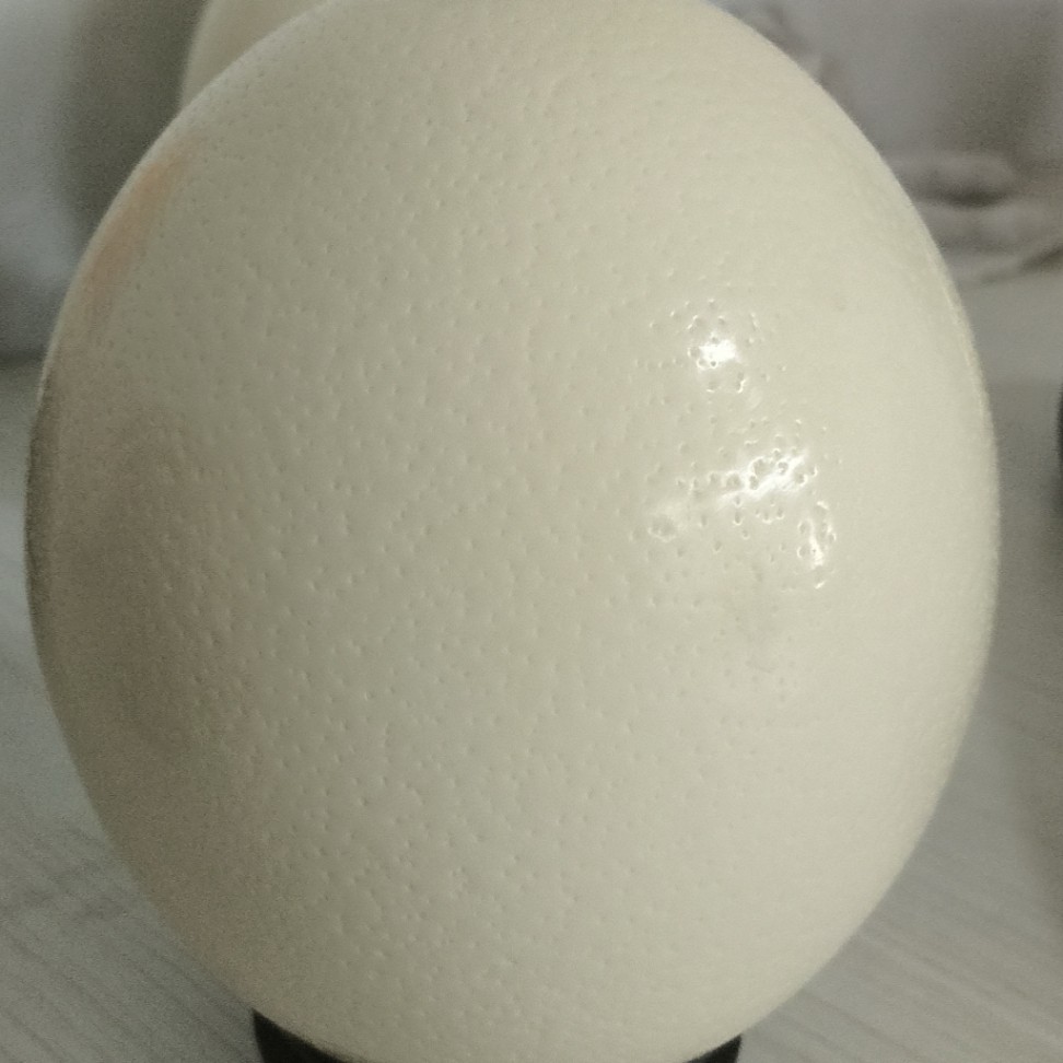 新鲜鸵鸟蛋3斤以上其它