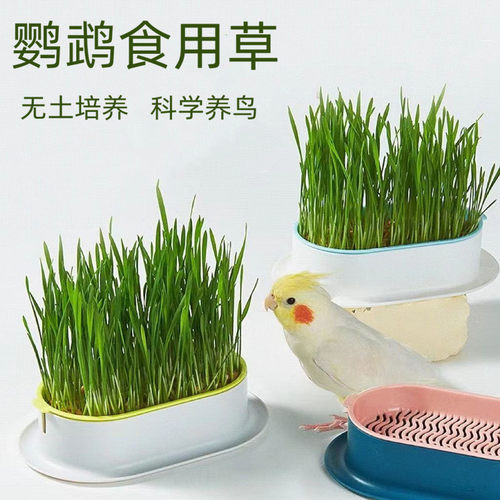 鹦鹉食用草零食无土培养种子发芽