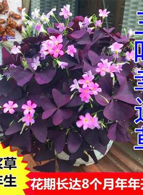 幸运草盆栽植物紫叶酢浆草阳台