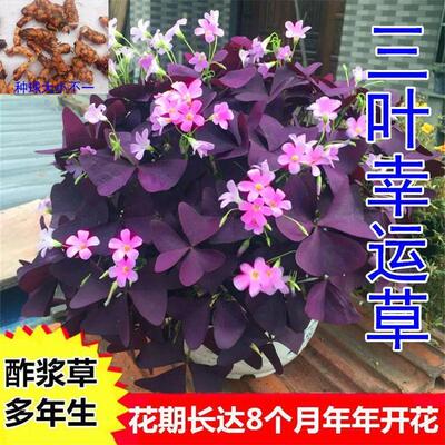 幸运草盆栽植物紫叶酢浆草阳台