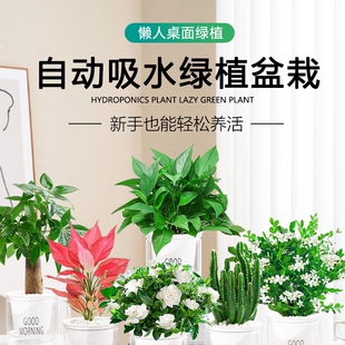 发财树绿萝箩室内盆栽花卉绿植幼儿园办公室桌面水培植物客厅吊兰