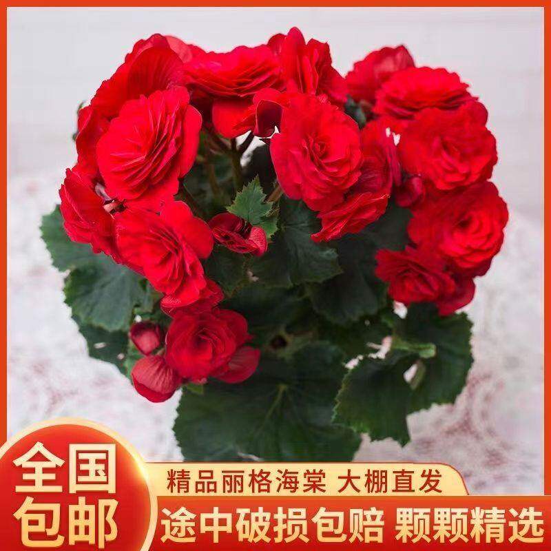 重瓣丽格海棠盆栽带花不断室内阳台好养花卉玫瑰玻璃海棠图片