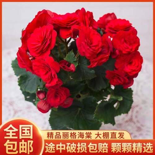 重瓣丽格海棠盆栽带花不断室内阳台好养花卉玫瑰玻璃海棠