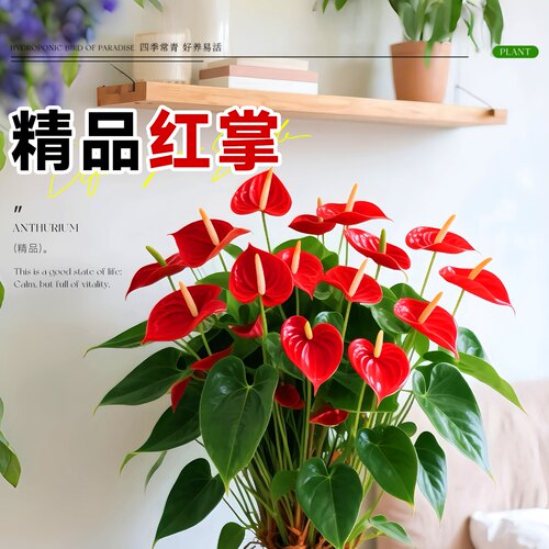 特大号红掌盆栽带花大叶大花客厅绿植室内好养植物办公室桌面花卉