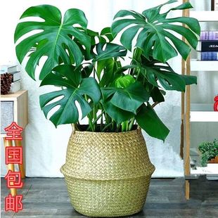 大叶龟背竹开背老桩盆栽室内水培好养植物净化空气吸甲醛花卉盆景