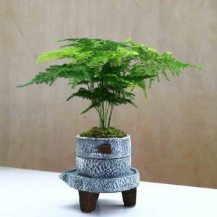 常青盆景 文竹盆栽植物室内花卉办公桌盆栽绿色植物植物四季