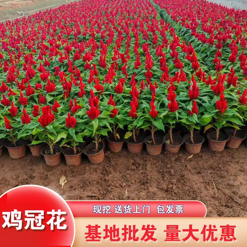 鸡冠花盆栽凤尾花苗带花苞花期长室内阳台庭院穗冠四季花卉植物