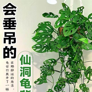 仙洞龟背竹盆栽长藤垂吊水培绿植物室内耐阴四季好养易活净化空气