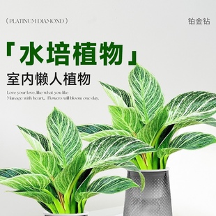 铂金钻水培植物室内好养大叶金钻绿公主盆栽带花苞蔓绿绒花卉绿植