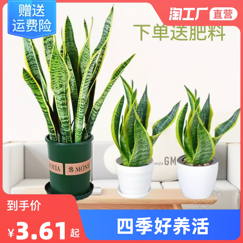 金边虎皮兰室内绿植花卉办公室盆栽吸甲醛客厅阳台四季青净化空气