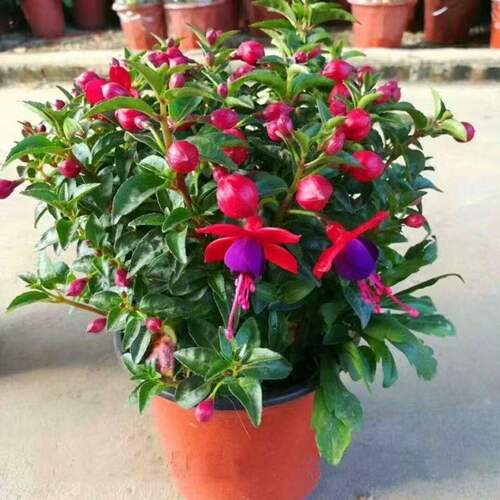 爬藤倒挂金钟盆栽灯笼花苗室内绿植盆栽吊海棠花苗灯笼花多季开花
