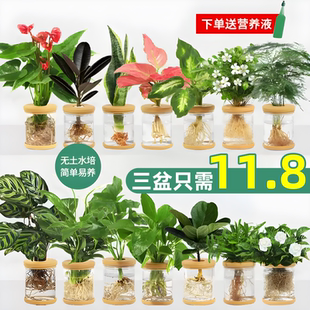 水培植物盆栽绿萝栀子花办公室内花卉小绿植四季 好养多肉水养盆栽