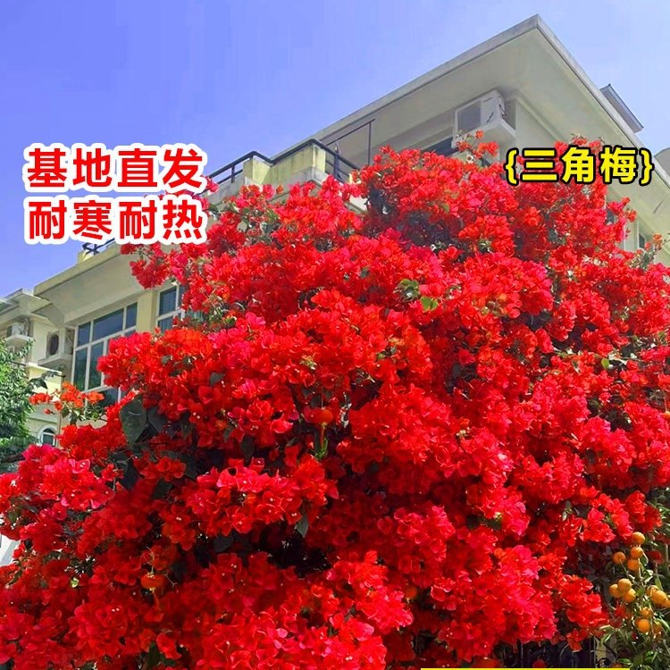 三角梅重瓣阳台盆栽精选壮苗爬藤植物室内外四季开花小苗阳台花卉,鲜花速递/花卉仿真/绿植园艺,红掌/凤梨/温室花卉,淘宝优惠券,粉丝福利购,淘宝优惠卷