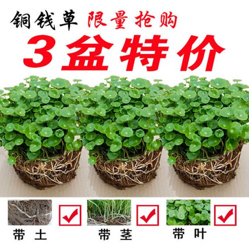 铜钱草室内盆栽花卉绿植套餐盆景金钱草绿萝吊兰净化空气水培植物