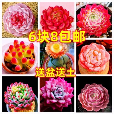 多肉植物组合盆栽小绿植花卉桃蛋大颗好养室内精品肉肉办公室绿植