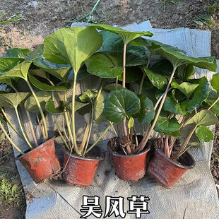 大叶吴风草盆栽四季常绿耐阴好养耐热耐寒庭院观叶多年生花镜植物