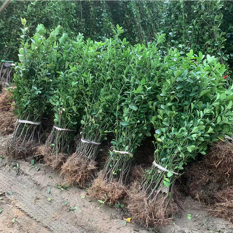 冬青树苗室外绿化植物围墙篱笆苗风景大叶北海道树苗耐寒四季常青