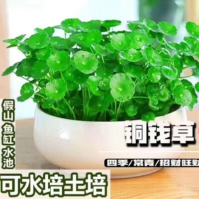 铜钱草室内盆栽花卉绿植套餐盆景金钱草绿萝吊兰净化空气水培植物