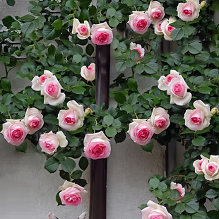 爬藤蔷薇花苗粉色龙沙宝石藤本月季 庭院爬墙植物粉龙 大花浓香四季
