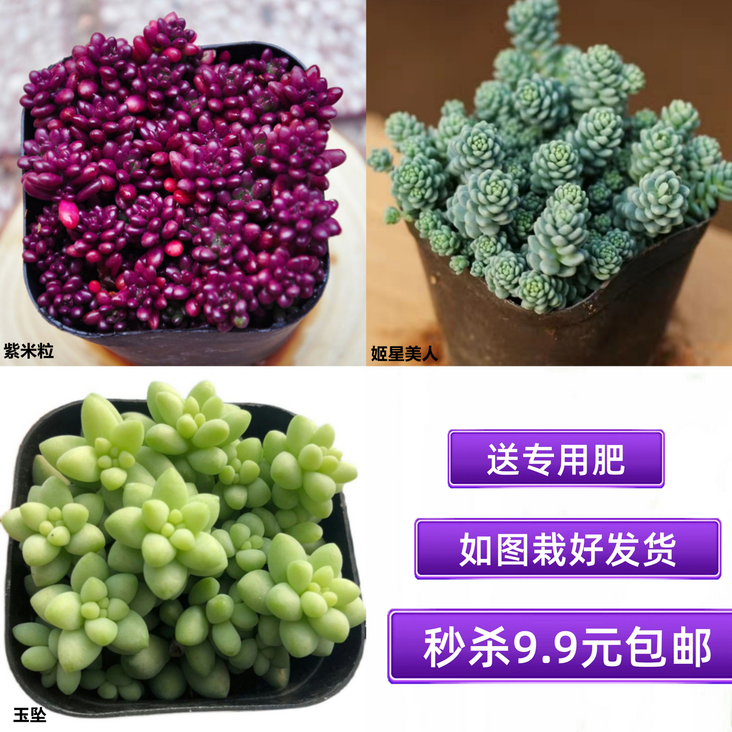多肉植物多头群生盆栽绿植花卉特价紫米粒红宝石玉坠栽好发货包邮