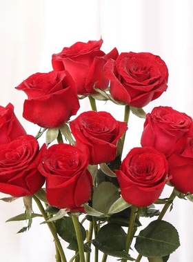 大红色玫瑰花苗盆栽老桩卡罗拉阳台庭院大花浓香月季勤开花卉带花