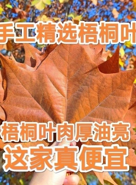 天然真树叶落叶标本枯叶梧桐叶DIY圣诞布景造景幼儿园手工粘贴画