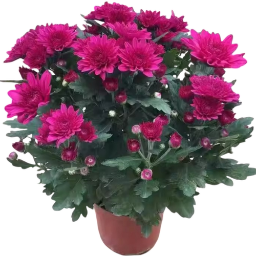 四季荷兰菊进口菊花苗耐寒易活花卉盆栽绿植好养室内外阳台绿植物