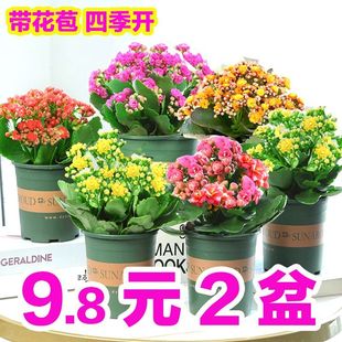 重瓣金狐狸长寿花大花盆栽带花苞四季 常开室内花卉绿植易活好养