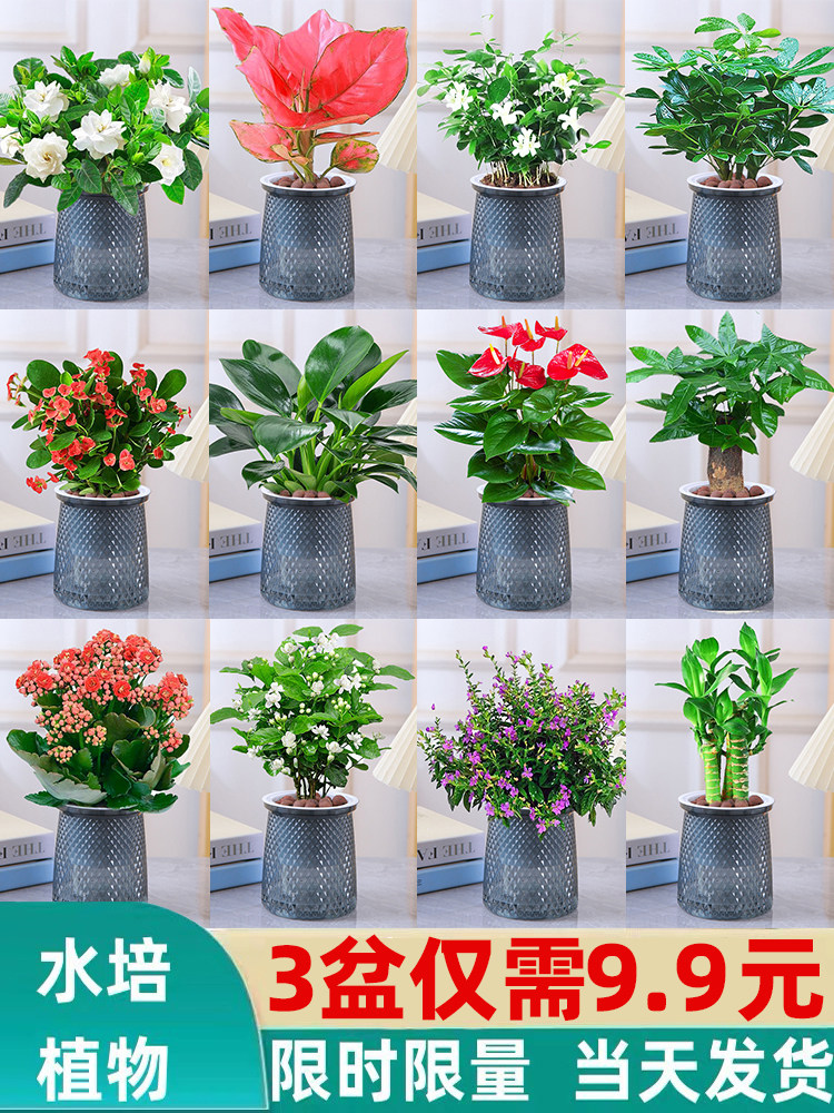 绿萝发财树文竹九里香花卉盆栽植物室内薄荷富贵竹水培植物好养活