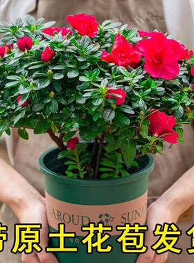 【带花苞原土】杜鹃花苗盆栽花卉植物室内外客厅阳台绿色植物盆景