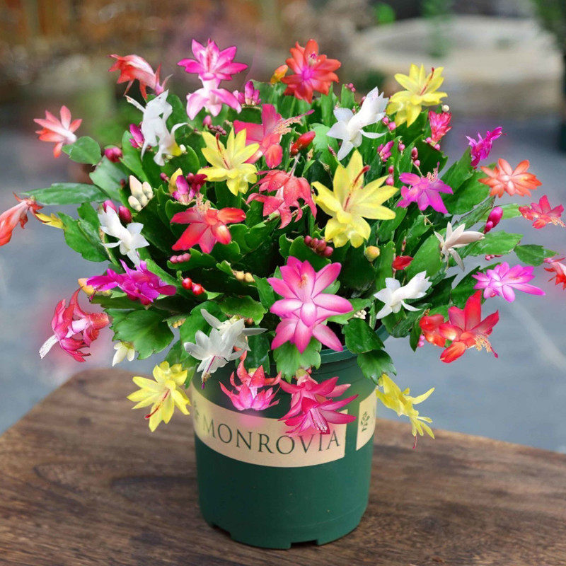 蟹爪兰盆栽带多色花苞多肉绿植物好养嫁接蟹爪莲室内四季花卉植物