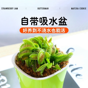 超大捕蝇草盆栽幼儿园驱蚊植物猪笼草食虫茅膏菜食人花卉水培绿植
