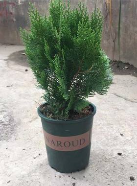柏树侧柏龙柏盆景绿植除甲醛植物树苗易活净化空气盆栽庭院常青树