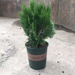 柏树侧柏龙柏盆景绿植除甲醛植物树苗易活净化空气盆栽庭院常青树