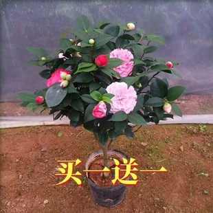 茶花好养耐寒浓香型四季 山茶花盆栽四季 植物五色香妃 原盆土