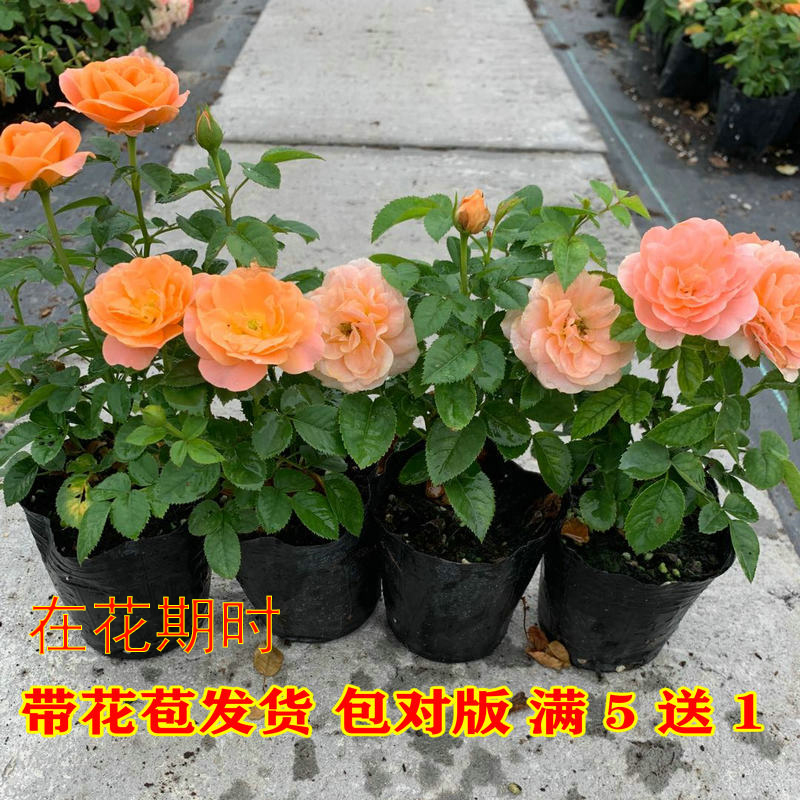 胭脂扣真宙果汁阳台月季花苗盆栽庭院玫瑰大花四季开花花卉金丝雀