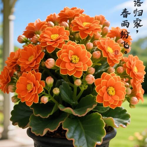 【带花苞发货】大花金狐狸 长寿花盆栽 四季好养 花卉 盆栽 绿植
