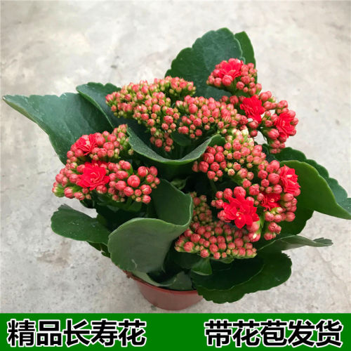 带花苞长寿花盆栽花苗重瓣大花老桩多季开花室内好养易活花卉植物