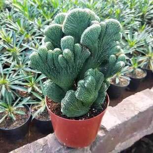五指山仙人掌造型植物多肉盆栽桌面美观花卉盆景绿植