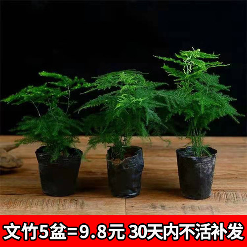 文竹盆栽植物办公室内摆件水养水培绿植小盆景造型创意大文竹花苗