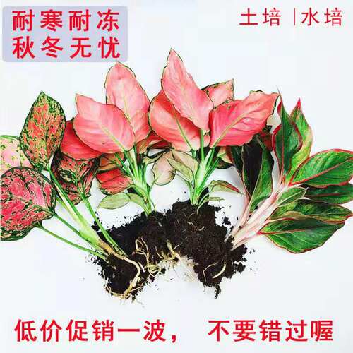 皇后吉利红盆栽室内绿植植物好养