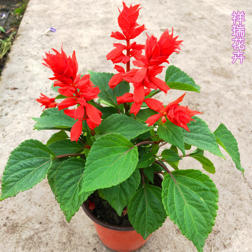 盆栽花卉一串红花苗室外庭院花卉绿化工程地栽苗带花发货好养